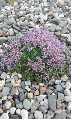 20170629_065326.jpg