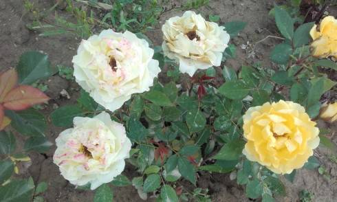 20170629_065455.jpg