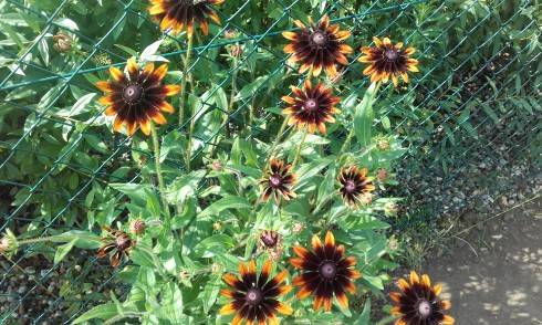 20170706_090839.jpg