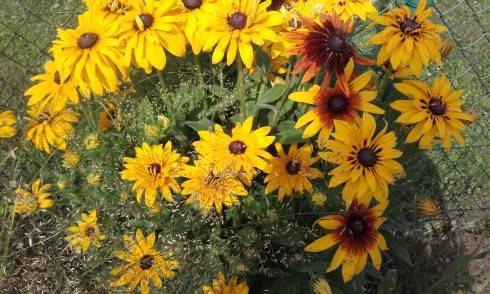 20170706_091145.jpg