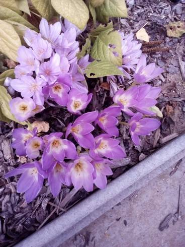 IMG_20170909_144426.jpg