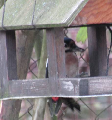 IMG_1948.JPG