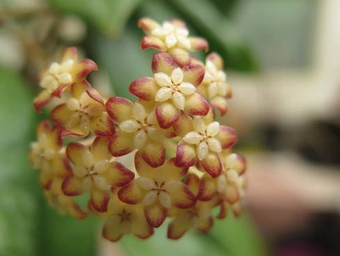 H.bicolor (5).JPG