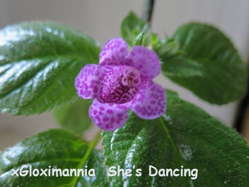 xGloximannia She's Dancing.jpg