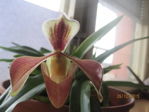 Paph.villosum - 2.jpg