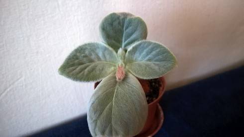 Sinningia leucotricha.jpg