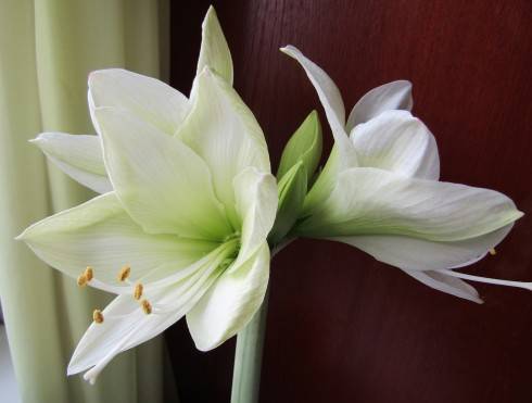 IMG_2977.JPG