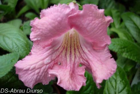 DS-Abrau Diurso.jpg