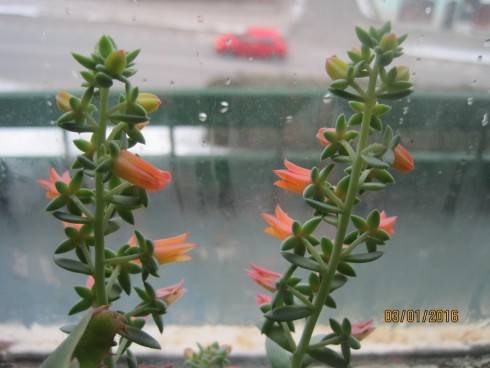 Echeveria carmineoflora.jpg