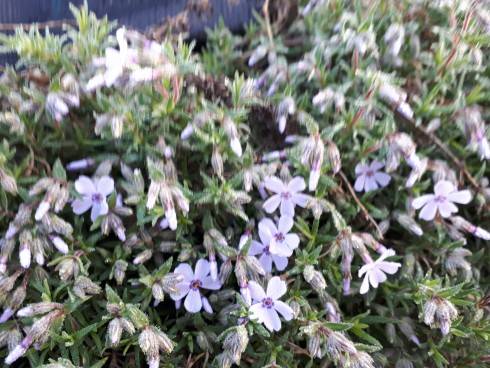 20180418_063815.jpg