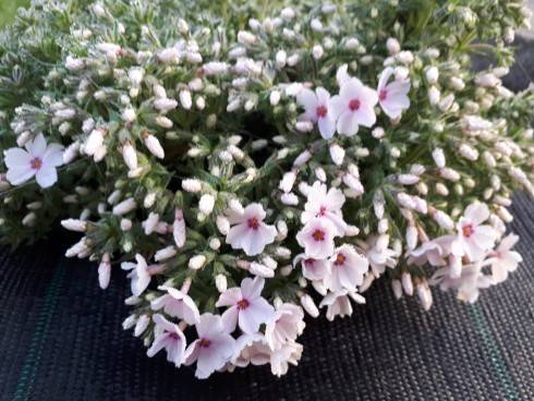 20180418_063821.jpg