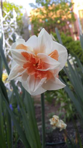 20180421_073124[1].jpg