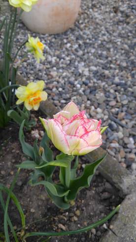 20180421_073139[1].jpg