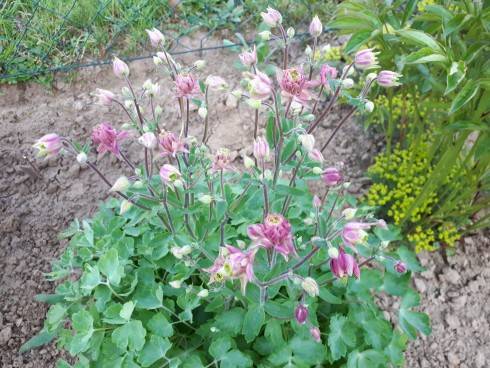 20180501_074917.jpg