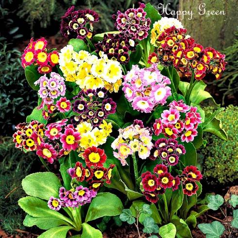 PRIMULA AURICULA PUBESCENS .jpg