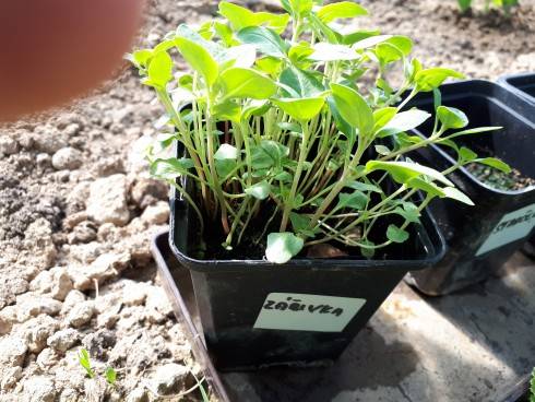 20180505_112748.jpg