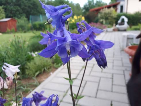 20180512_184930.jpg