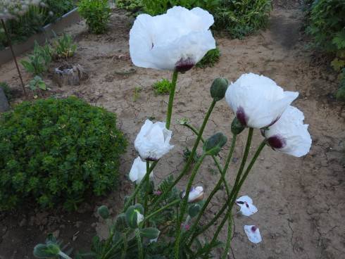 DSCN1191.JPG