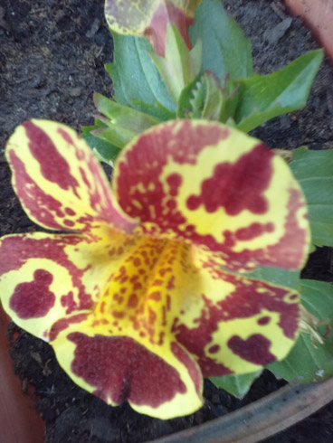 20180505_195503.jpg