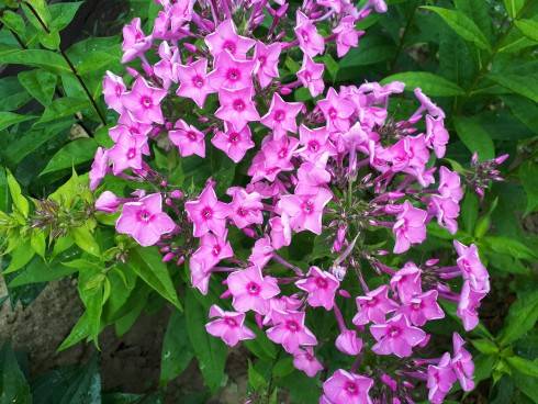 20180610_152546.jpg
