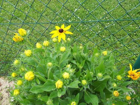 20180610_152752.jpg