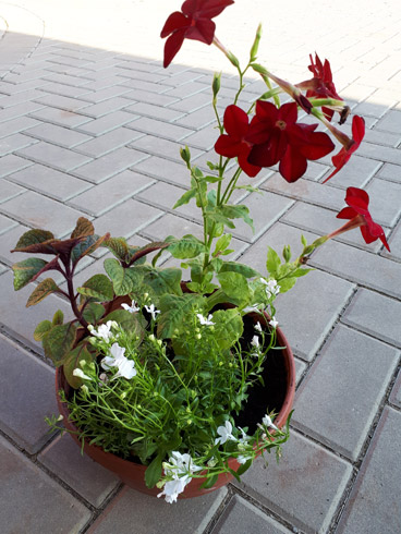 20180611_175755.jpg
