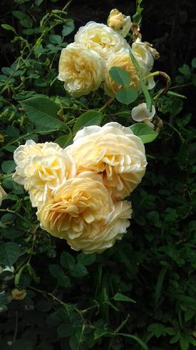 20180618_145138.jpg