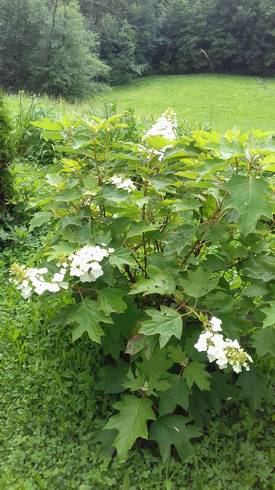20180618_144705.jpg
