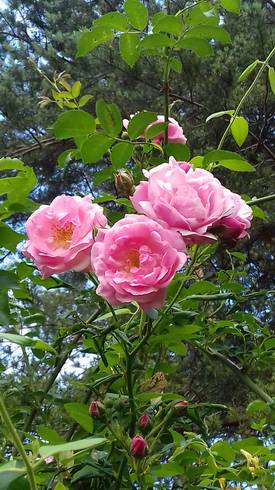 20180605_173625.jpg