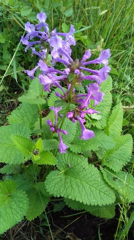20180605_174207.jpg