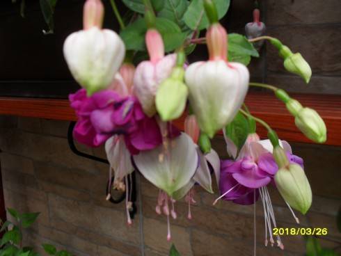 SDC10908.JPG