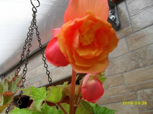 SDC10911.JPG