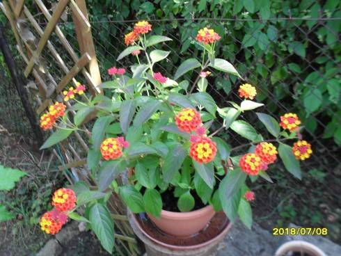 SDC10938.JPG