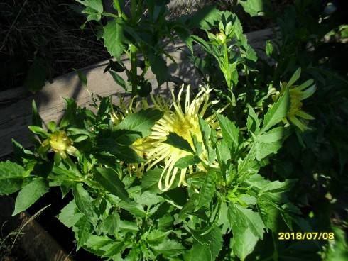 SDC10960.JPG