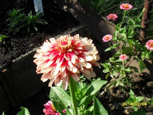 SDC10977.JPG