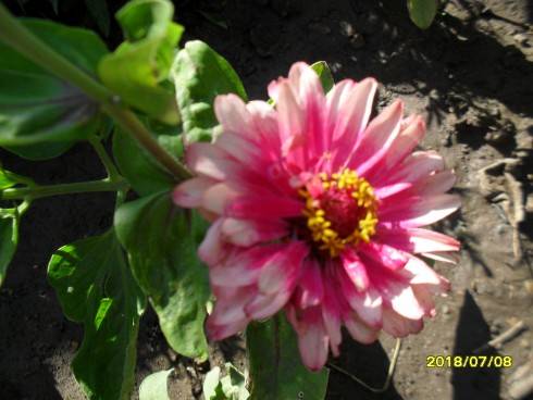 SDC10975.JPG