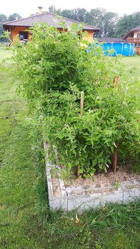 20180711_083128.jpg