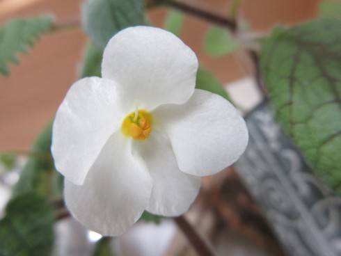 Niphaea oblonga.jpg