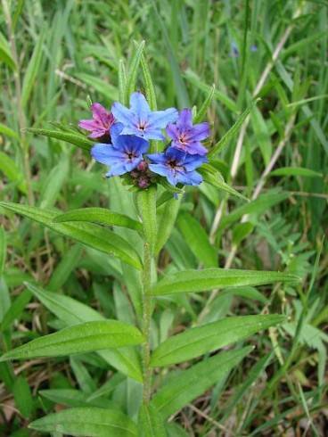 9213-lithospermum-purpurocaeruleum-kamejka-1.jpg
