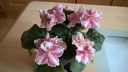 WP_20181017_15_45_40_Pro[1].jpg
