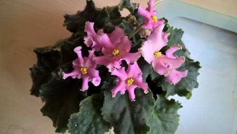WP_20181017_15_43_10_Pro[1].jpg
