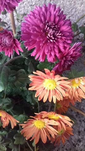 20181104_150906.jpg