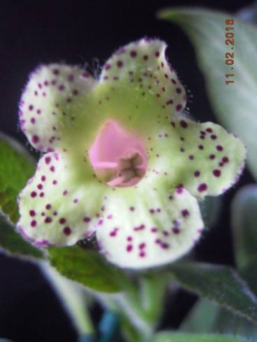 Kohleria warszewiczii.jpg
