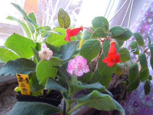 Lisa, Elvira, Kohleria eriantha.jpg