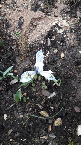 iris 2.3.jpg