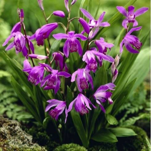 bletilla-striata-purple-.jpg