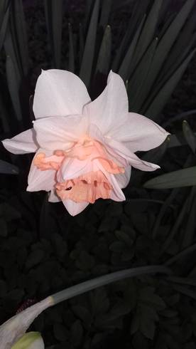 20190409_190245.jpg