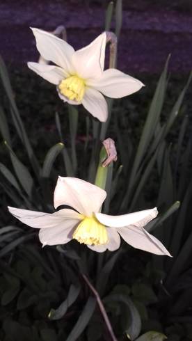 20190409_190254.jpg