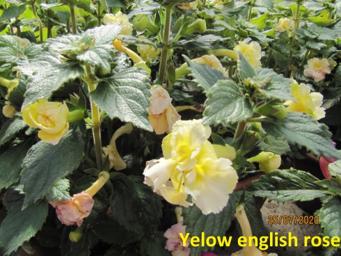 Yellow English Rose.jpg
