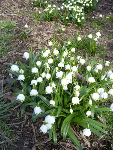 PIC_0250 Bledule I 18.3.16.JPG